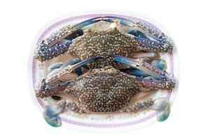 Two horse crab on white photo