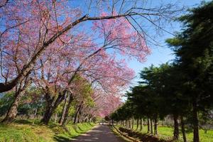 Cherry blossom pathway in Khun Wang ChiangMai, Thailand. photo