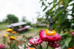 mariposa en flores foto