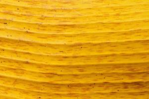 Primer plano de fondo de textura de hoja de plátano amarillo foto