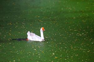 Domestic goose on pond photo