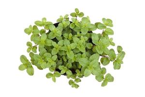 Green peppermint leaves on white background photo