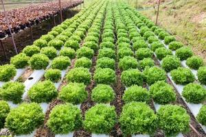 Organic hydroponic vegetable garden photo