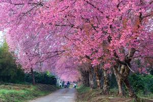 Cherry blossom pathway in Khun Wang ChiangMai, Thailand. photo