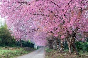 Cherry blossom pathway in ChiangMai, Thailand. photo