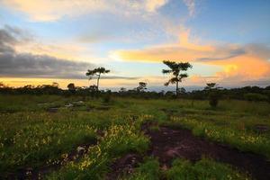 paisaje puesta de sol y flores en el parque nacional phu hin rong kla, phitsanulok tailandia foto