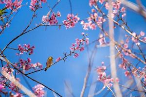 white-eye bird on cherry blossom and sakura photo