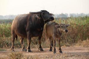 buffalo in the field thailand photo