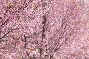 pink sakura blossoms in Pho Lom Lo,thailand photo