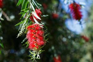 Red bottlebrush flowers in bloom photo