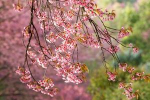 Close up branch with pink sakura blossoms in morning photo