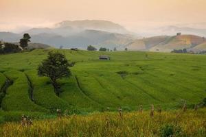 campo de arroz en terrazas verdes durante la puesta de sol en ban pa bong peay en chiangmai, tailandia foto