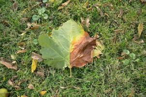 green and orange leaf fallen on the ground with grass photo