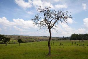 Tree twigs with bare trunks and branches photo