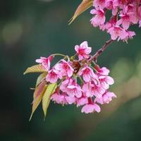 Branch with pink sakura blossoms. photo