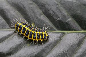 Caterpillars on leaves photo