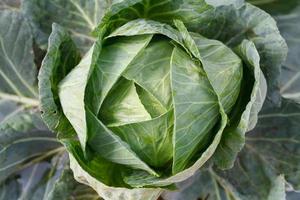 coles verdes de primer plano, huerta hidropónica orgánica foto