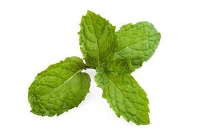 hojas de hierba de menta fresca aisladas sobre fondo blanco foto