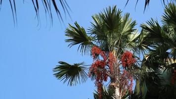 una palmera que tiene frutos rojos que son pequeños y numerosos foto
