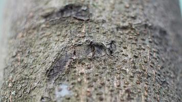 Tree bark dries up during the dry season looks unique and beautiful photo