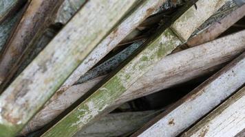A pile of unused bamboo due to age photo