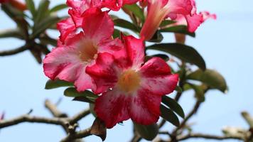 las flores rojas se ven hermosas y atractivas foto