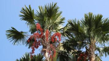 A palm tree that has red fruit that is small and numerous photo