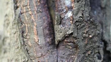 Tree bark dries up during the dry season looks unique and beautiful photo