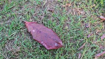Dry leaves that fall on the grass photo