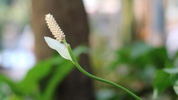 White flowers start to bloom in the morning photo