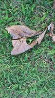 Dry leaves that fall on the grass photo