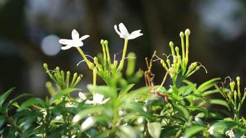 las flores de jazmín son muy hermosas por la mañana foto