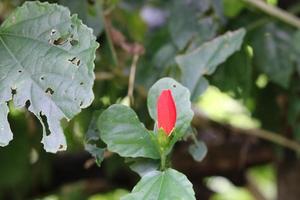 Hibiscus rosa-sinensis, Malvaceae. Beautiful flowers decorate the yard of the house. Beautiful natural flower background. photo