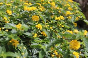 lantana india occidental, lantana camara colorida en color amarillo. fondo natural floral foto