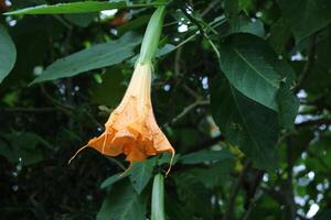 brugmansia aurea, flores amarillas en forma de trompeta en el jardín. hermoso fondo de flores y naturaleza. foto