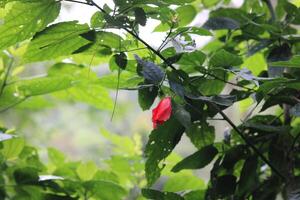 Hibiscus rosa-sinensis, Malvaceae. Beautiful flowers decorate the yard of the house. Beautiful natural flower background. photo