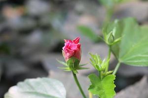 Hibiscus rosa-sinensis, Malvaceae. Beautiful flowers decorate the yard of the house. Beautiful natural flower background. photo