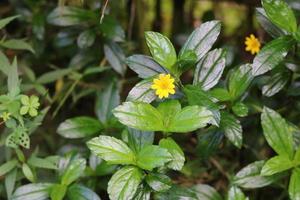 Natural pollination by butterflies on wedelia chinensis flowers photo