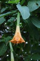 brugmansia aurea, flores amarillas en forma de trompeta en el jardín. hermoso fondo de flores y naturaleza. foto