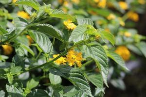 lantana india occidental, lantana camara colorida en color amarillo. fondo natural floral foto