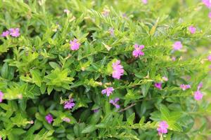 Cuphea hyssopifolia, the false heather, Mexican heather, Hawaiian heather or elfin herb, is a small evergreen shrub native to Mexico, Guatemala, and Honduras. Beautiful flower background photo