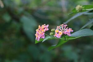 Close up photo of colorful Lantana Camara flower in pink and yellow color. Natural background photo.