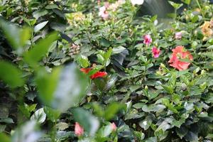 Hibiscus rosa-sinensis, Malvaceae. Beautiful flowers decorate the yard of the house. Beautiful natural flower background. photo