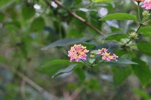 Close up photo of colorful Lantana Camara flower in pink and yellow color. Natural background photo.