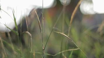 Reeds that are exposed to a light breeze in the afternoon video