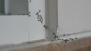 la colonia de hormigas está ocupada caminando sobre la pared blanca video