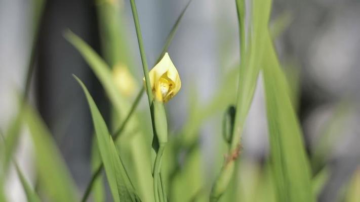 水仙花影片