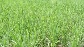 Rice plants that are still young, the leaves are still green video