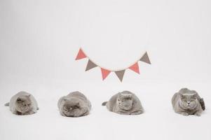 Portrait of A Scottish fold lovely cats on white studio background photo