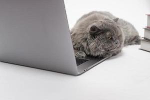 un adorable gato escocés usando una computadora portátil en el estudio foto